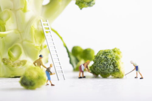 蔬菜創意圖片素材 助力食品餐飲與微生物肥料行業視覺表達