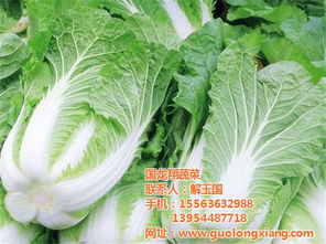 國龍翔有機大棚白菜 健康生活的綠色選擇
