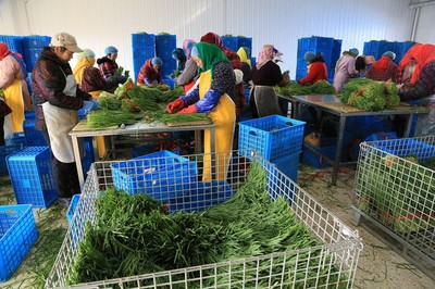 鄉(xiāng)村婦女的致富路 鎮(zhèn)辦企業(yè)韭菜加工帶動增收